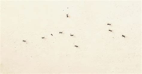 房間出現大螞蟻 芙蓉可以放室內嗎